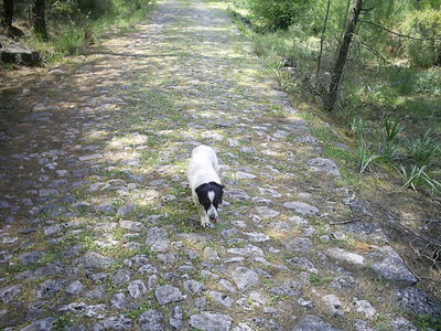 [Photo: dog on the old road]