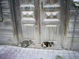  [photo from Istanbul, April, 2009]