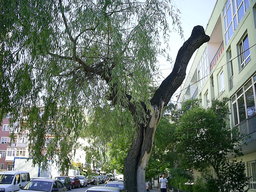 photo of tree on Bestekar Sokağı, 2008.06.24